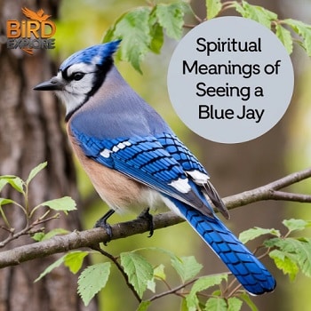 blue jay bird meaning