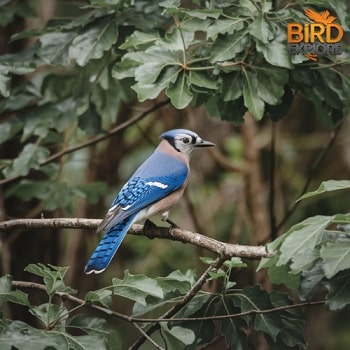 blue jay bird meaning