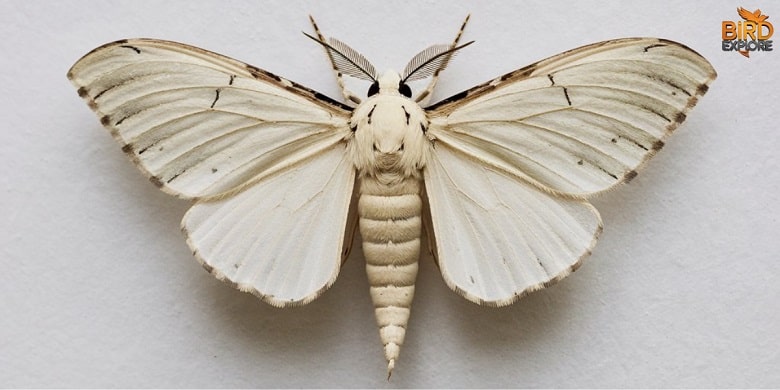 white moth