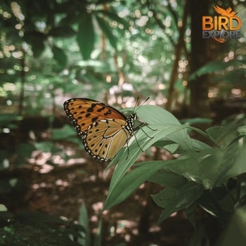 Orange and Black Butterfly