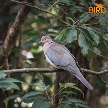 mourning dove meaning