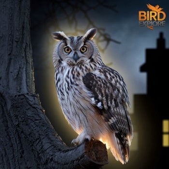 seeing an owl at night spiritual meaning