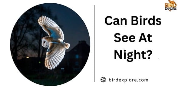 Can Birds See At Night?