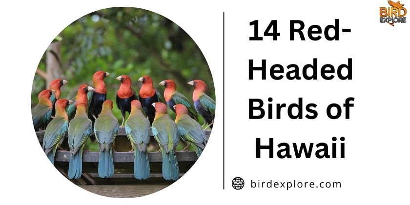 14 Red-Headed Birds of Hawaii