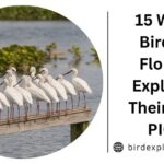 15 White Birds in Florida: Exploring Their (ID & PICS)