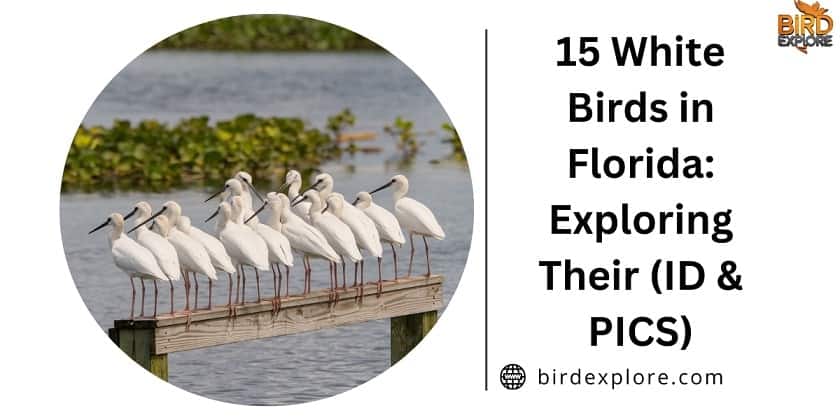 15 White Birds in Florida: Exploring Their (ID & PICS)