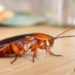 Spiritual Meaning of Roaches in Your House: An In-Depth Guide