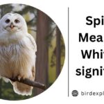 Spiritual Meaning of White Owl significance