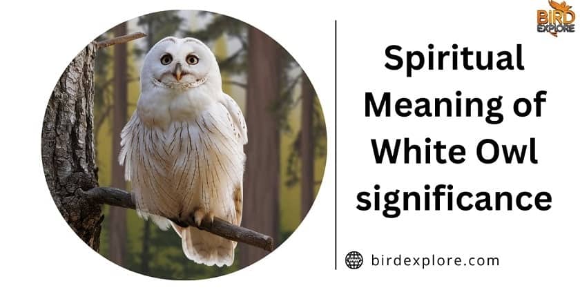 Spiritual Meaning of White Owl significance