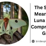 The Spiritual Meaning of a Luna Moth: A Comprehensive Guide