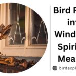 Bird Flying into Window: 7 Spiritual Meaning